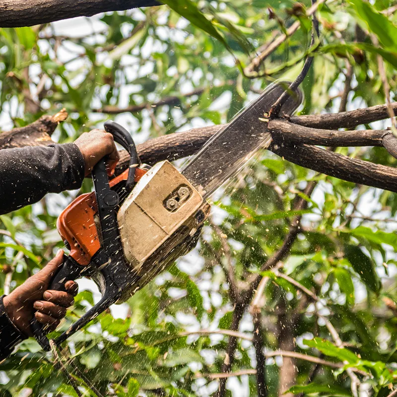 oakwood landscaping tree trimming 